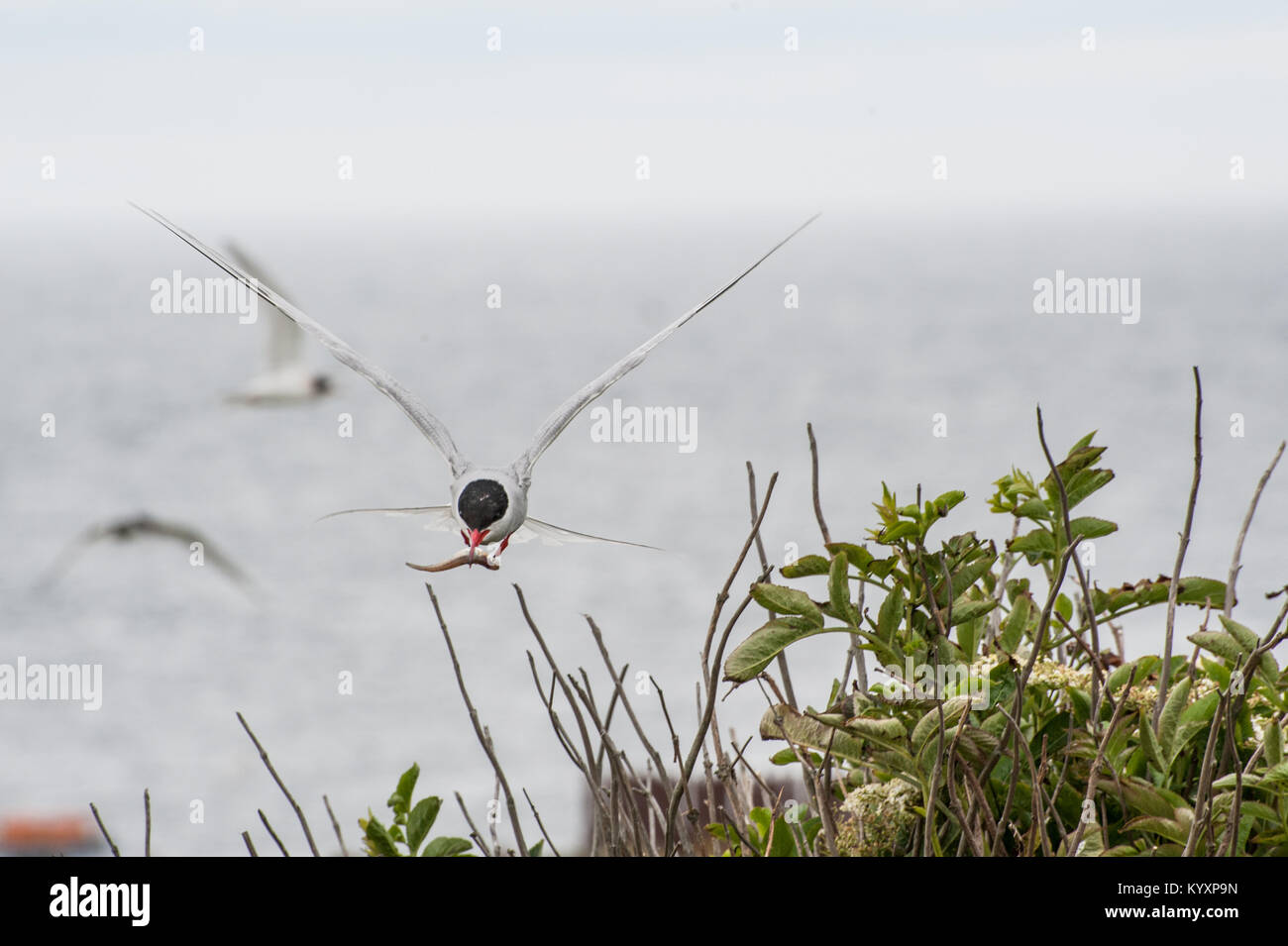 Küstenseeschwalben (Sterna Paradisaea) auf die Farne Islands in Northumberland, in der Brutzeit Rückkehr in ihre Nester mit Nahrung für ihre Küken Stockfoto