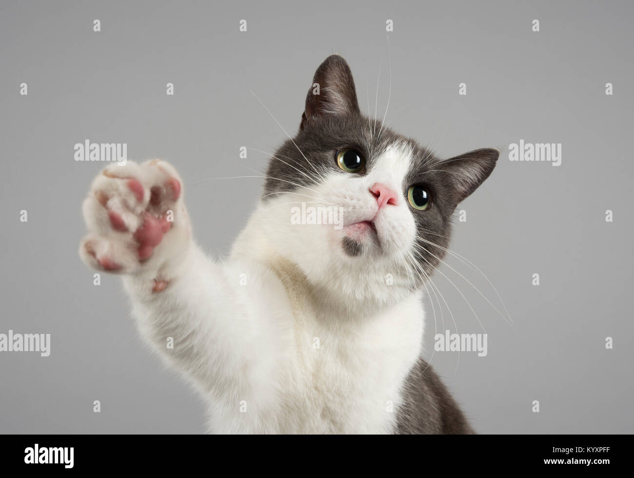 Katze-Porträt. Stockfoto