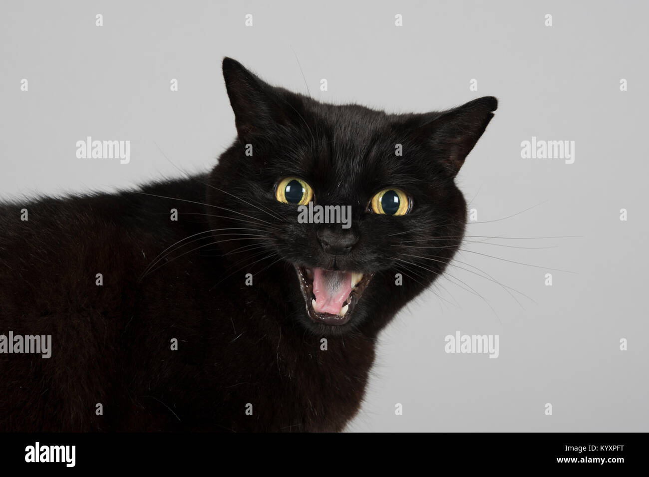 Black Cat-Porträt. Stockfoto