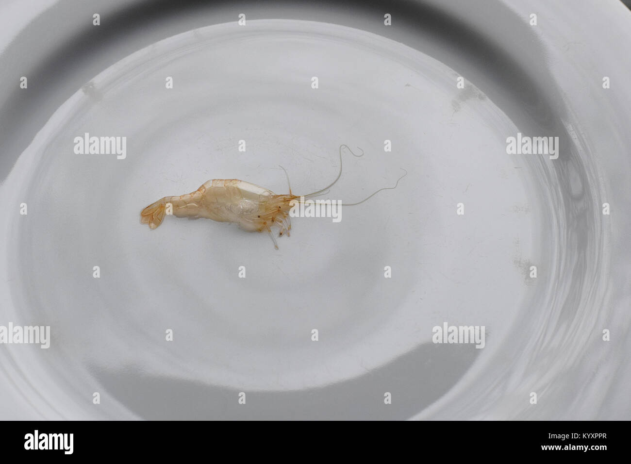 Exoskelett von amano Garnele auf ein weißes Porzellan Teller arrangiert vergossen Stockfoto