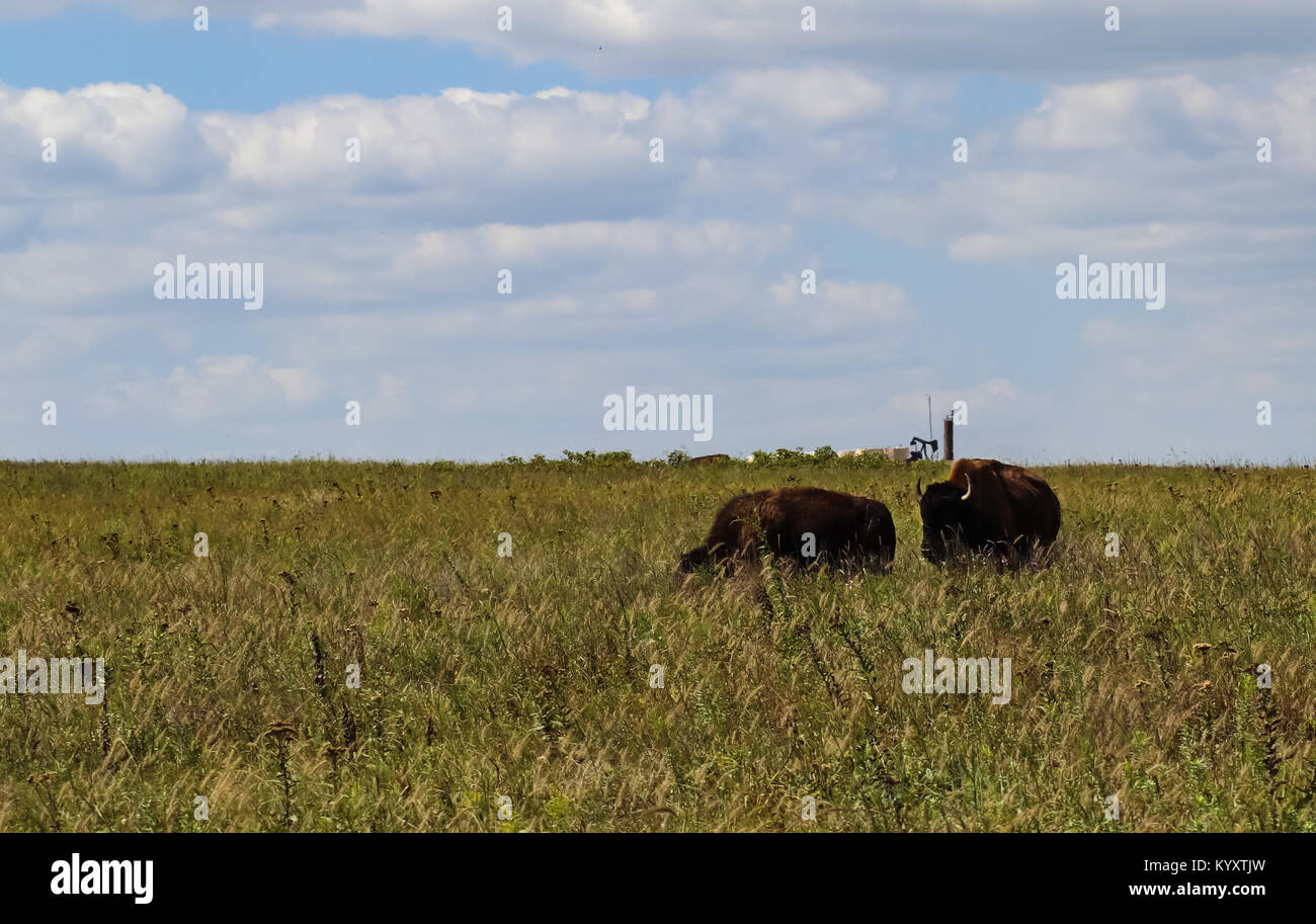Bull bison schleichen sich auf einem Weibchen auf dem hohen Gras prarie mit Öl gut Jack am Horizont der Pumpe Stockfoto