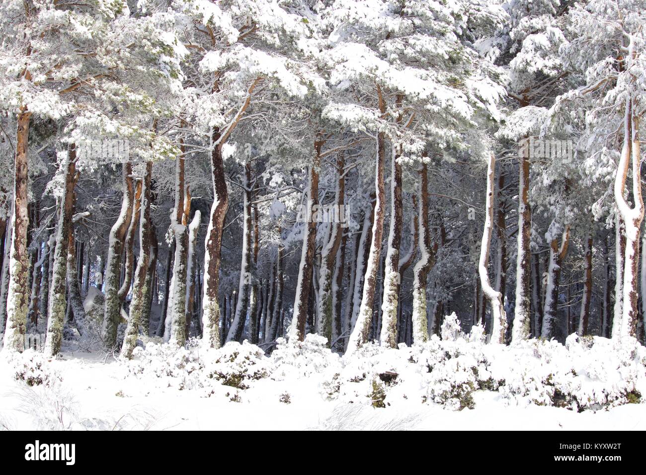 Neve em Manzaneda, montanha, frio Stockfoto