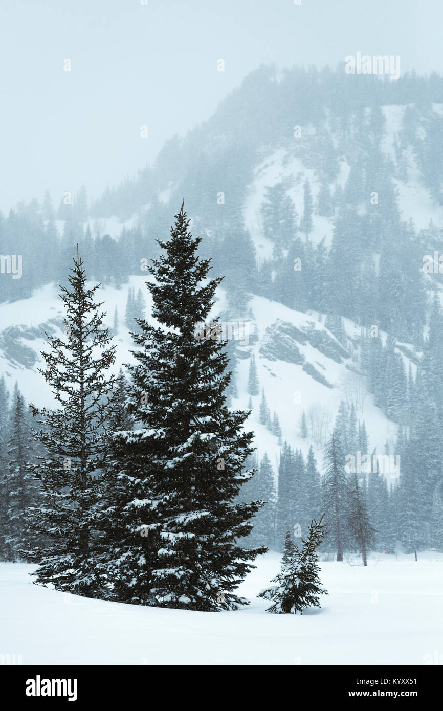 Einen malerischen Blick auf die Bäume wachsen auf schneebedeckten Feld gegen schneebedeckte Berge Stockfoto