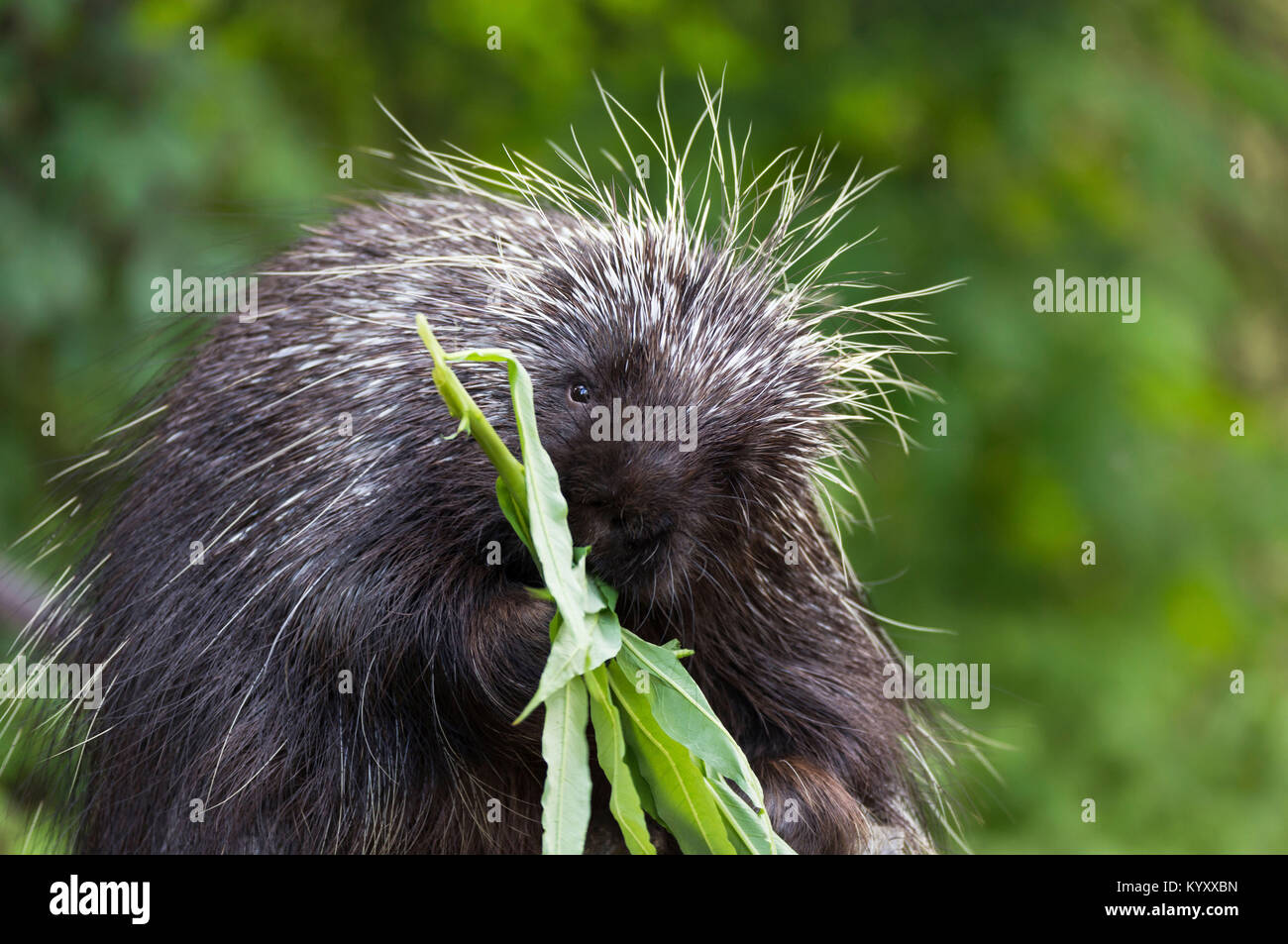 Close-up Portrait von Porcupine essen Blätter Stockfoto