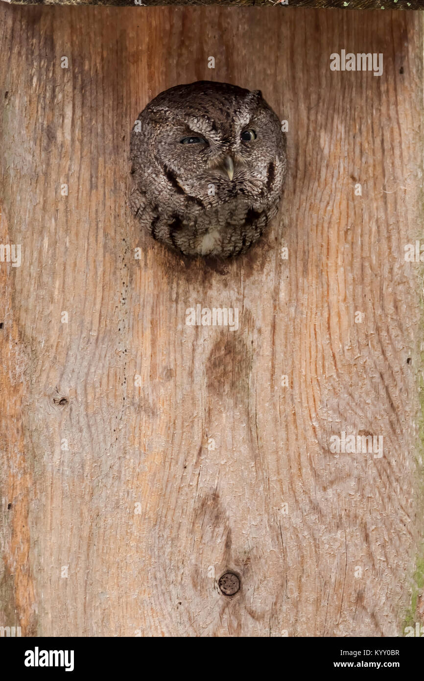 Östlichen Screech-Owl (Otus asio) in stößt seinen Kopf aus einem Nest, in Merritt Island National Wildlife Refuge, Florida Stockfoto