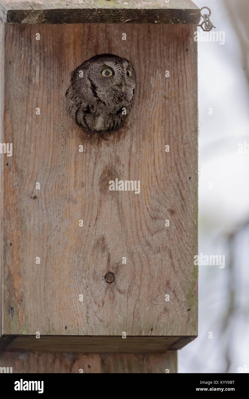 Östlichen Screech-Owl (Otus asio) in stößt seinen Kopf aus einem Nest, in Merritt Island National Wildlife Refuge, Florida Stockfoto