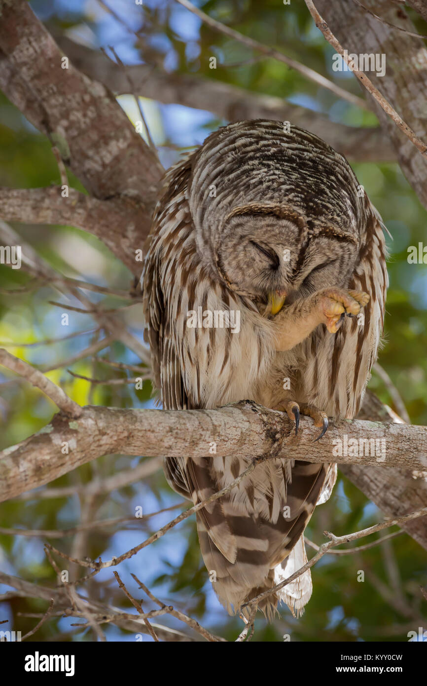 Owl (Strix varia), das in einem Baum gehockt, Grooming, Everglades National Park, Florida gesperrt Stockfoto
