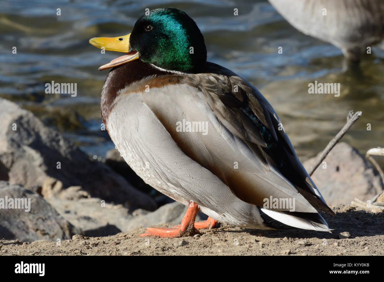 Sleepy Stockente Erpel Sonnenbaden auf dem Lake Shore und Gähnen in der Wärme der Sonne an einem kalten Wintertag Stockfoto