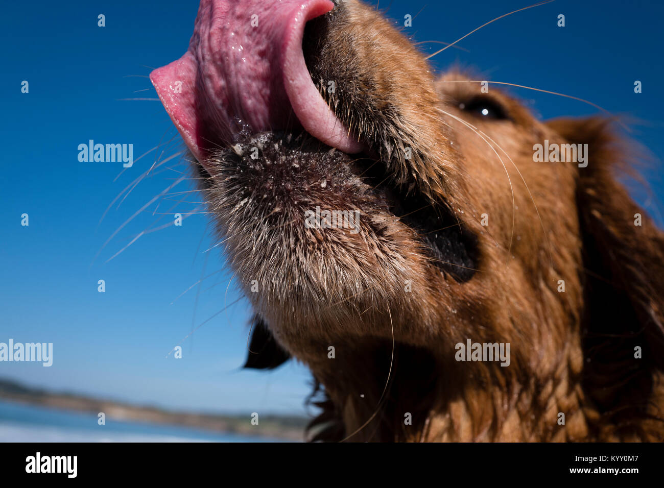 Nahaufnahme der Hund die Zunge am Strand gegen blauen Himmel Stockfoto