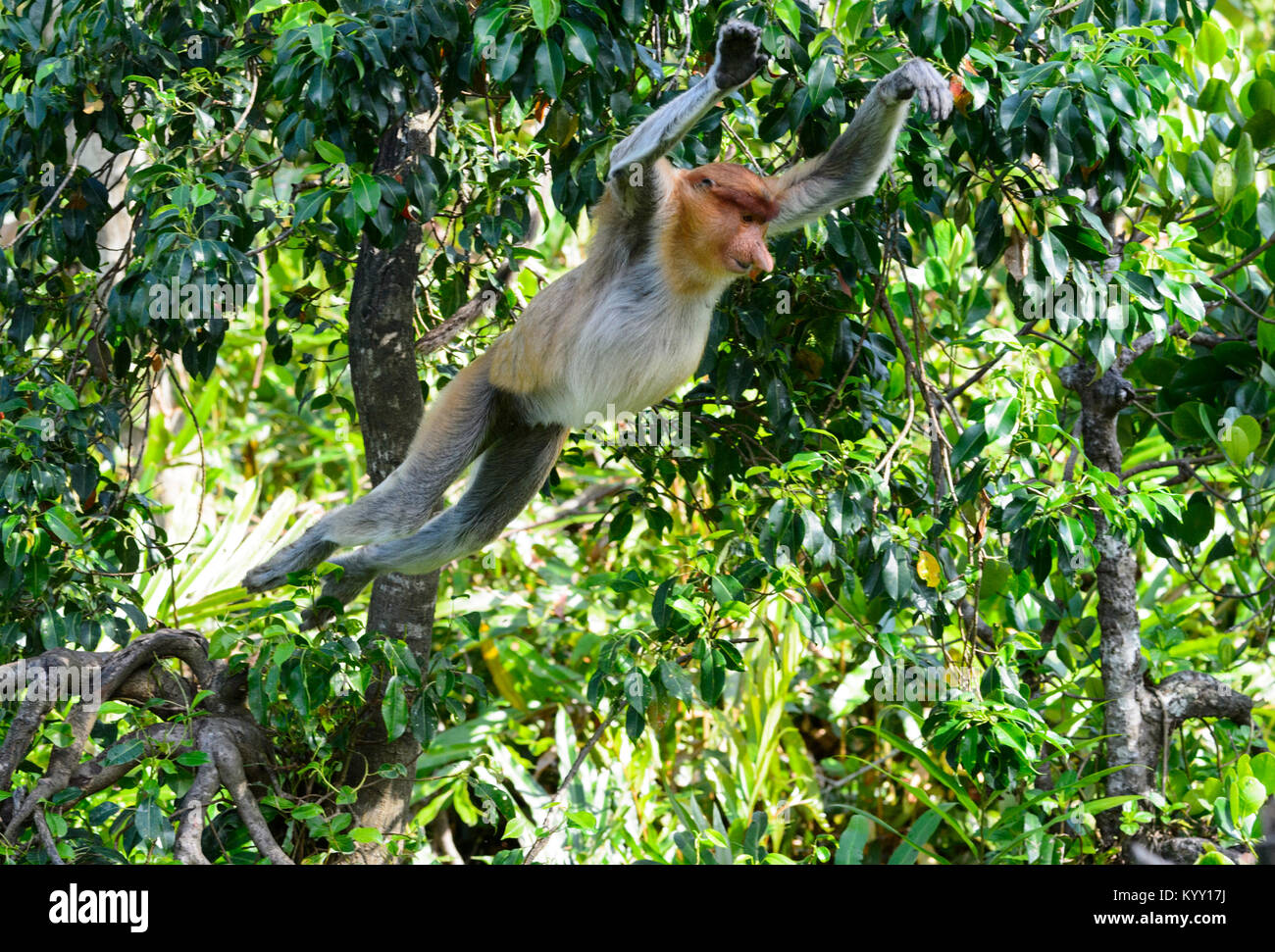 Proboscis Affen springen (Nasalis larvatus), Labuk Bay, Proboscis Monkey Heiligtum in der Nähe von Sandakan, Borneo, Sabah, Malaysia Stockfoto