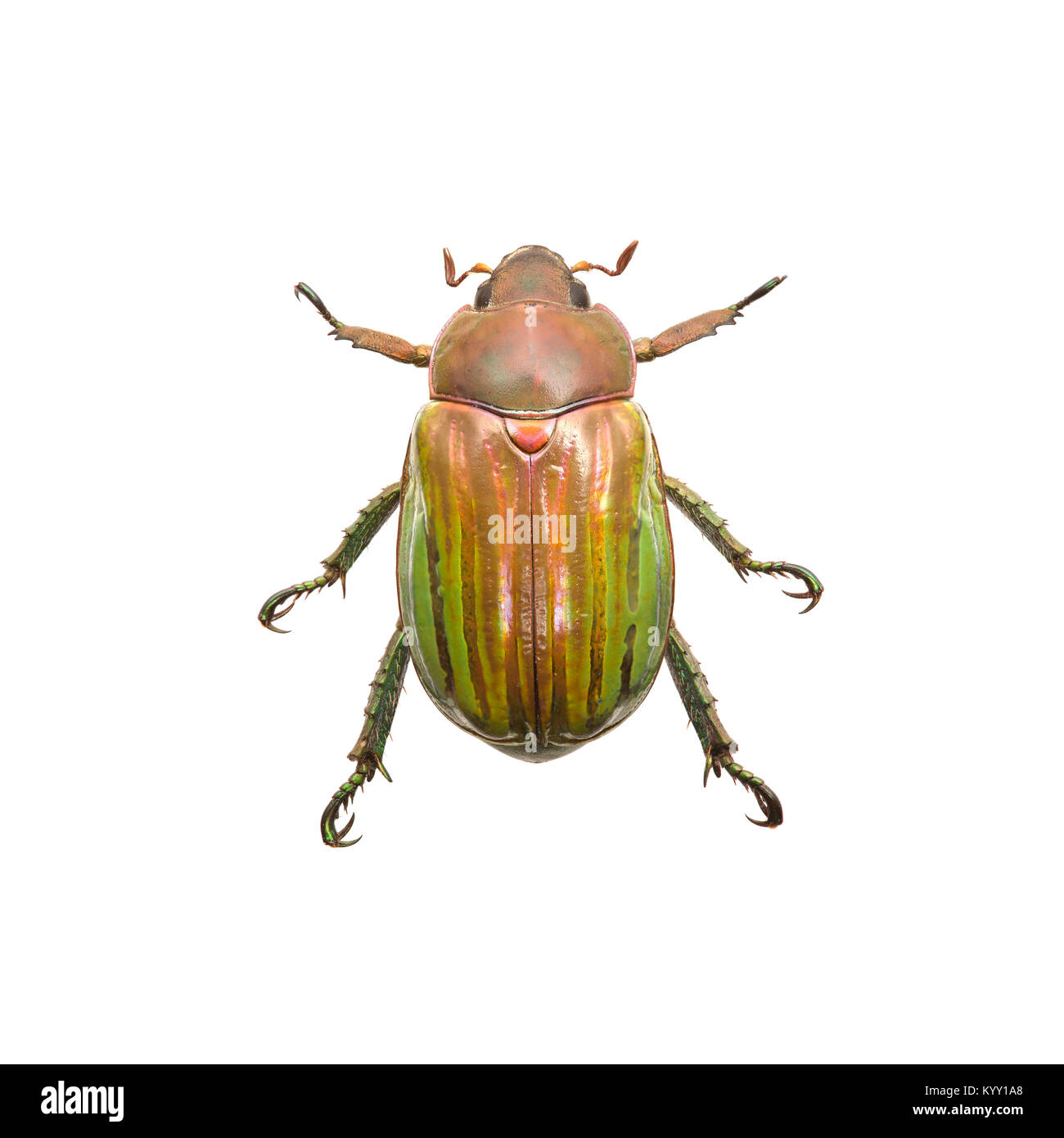 In der Nähe von Beetle auf weißem Hintergrund Stockfoto