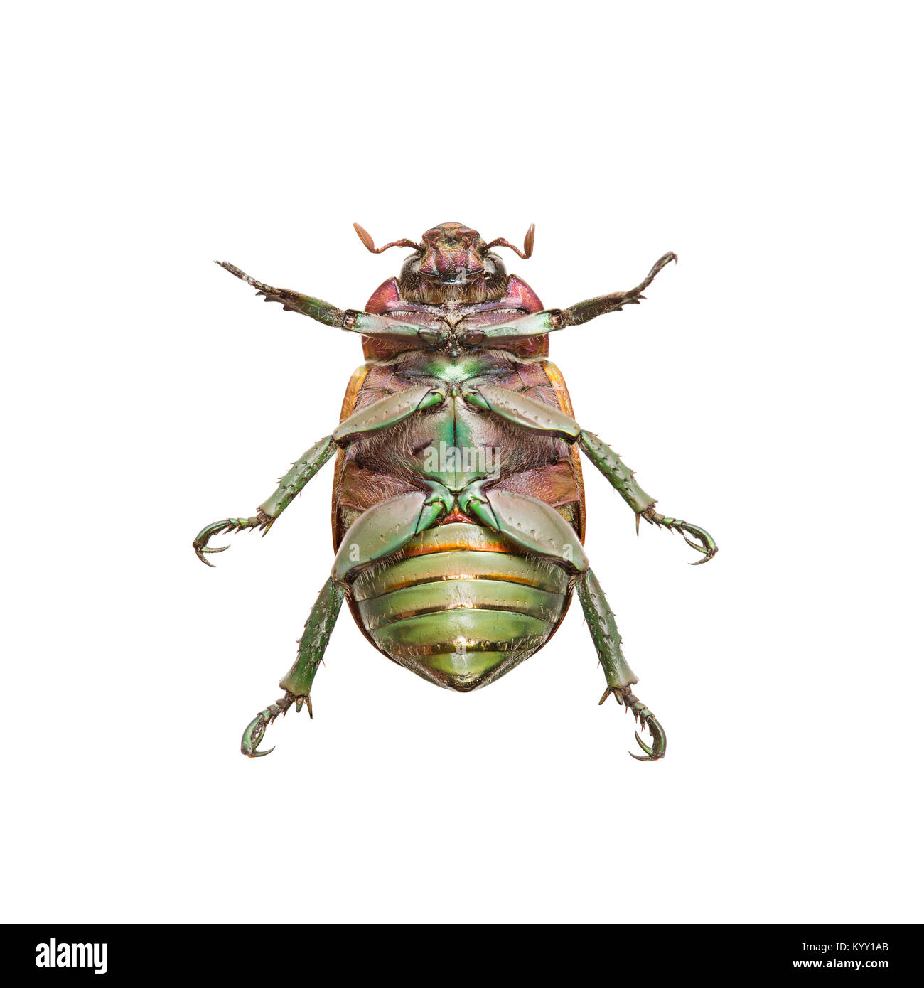 In der Nähe der Oberseite unten Käfer auf weißem Hintergrund Stockfoto