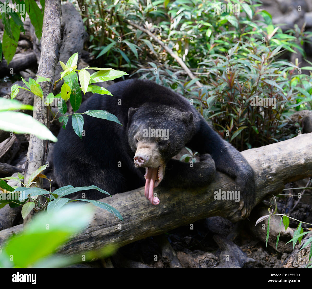 Gefährdete bornesischen Sun Bear (Helarctos malayanus) zeigt seine Zunge, Sun Bear Conservation Centre, Sepilok, Borneo, Sabah, Malaysia Stockfoto