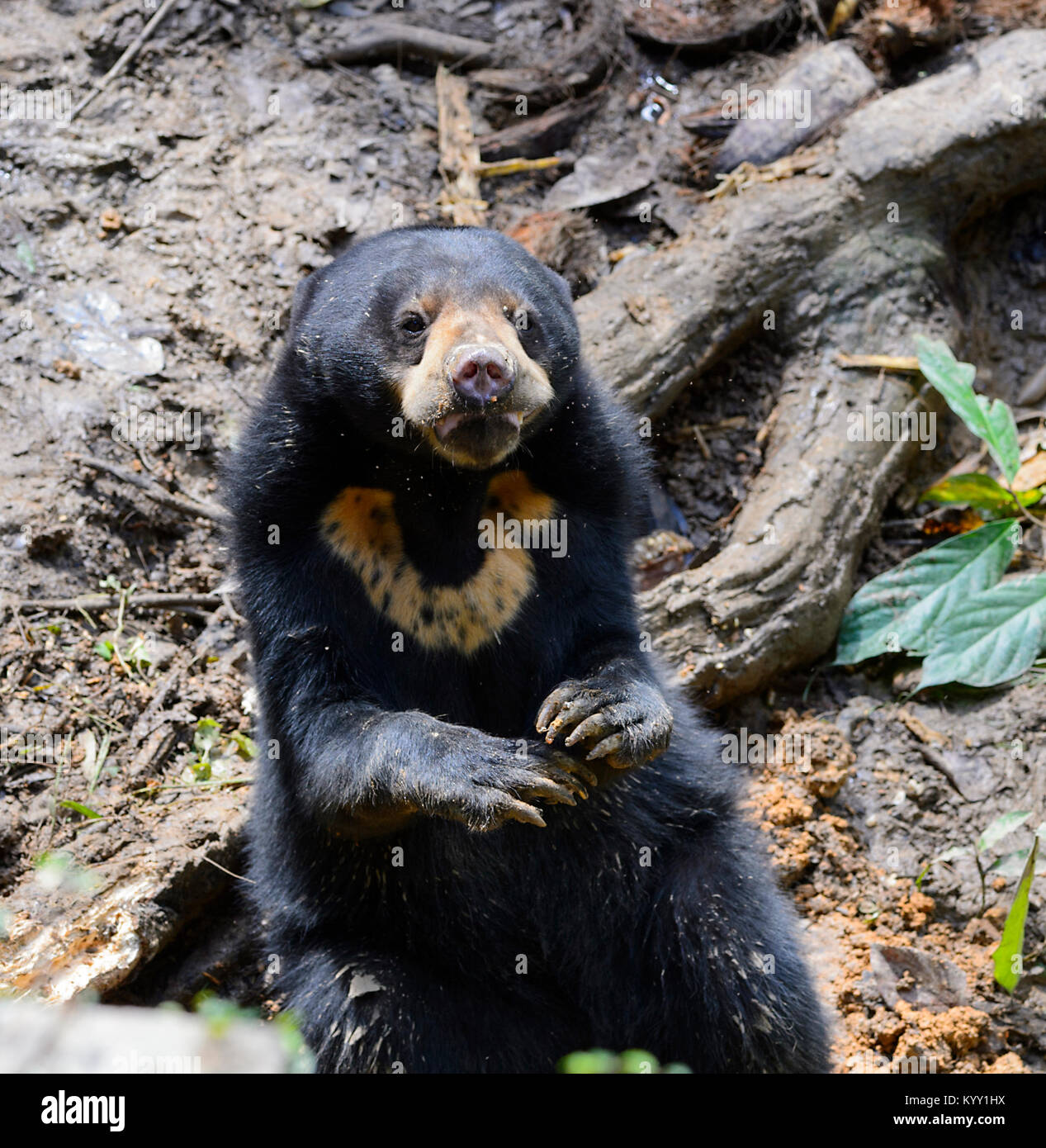 Porträt einer gefährdeten Bornesischen Sun Bear (Helarctos malayanus) zeigt seine Zunge, Sun Bear Conservation Centre, Sepilok, Borneo, Sabah, Malaysia Stockfoto