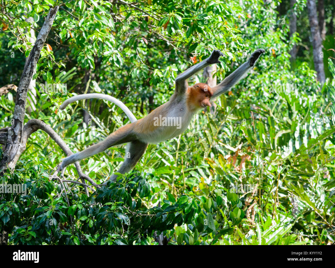 Proboscis Affen springen (Nasalis larvatus), Labuk Bay, Proboscis Monkey Heiligtum in der Nähe von Sandakan, Borneo, Sabah, Malaysia Stockfoto