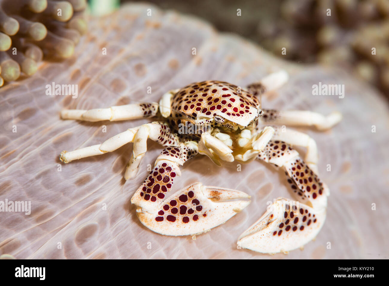 Porzellan Krabben in die Anemone, wo es blendet für Sicherheit und Schutz der Host von Parasiten, die eine symbiotische Beziehung Stockfoto