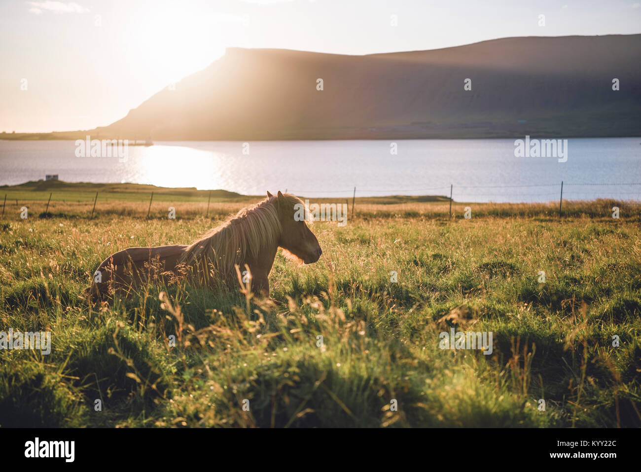 Pferd am Seeufer gegen Berge während der sonnigen Tag Stockfoto