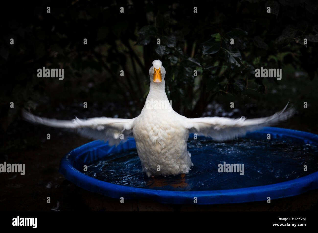 Weiße ente Schlagflügel in Planschbecken Stockfoto