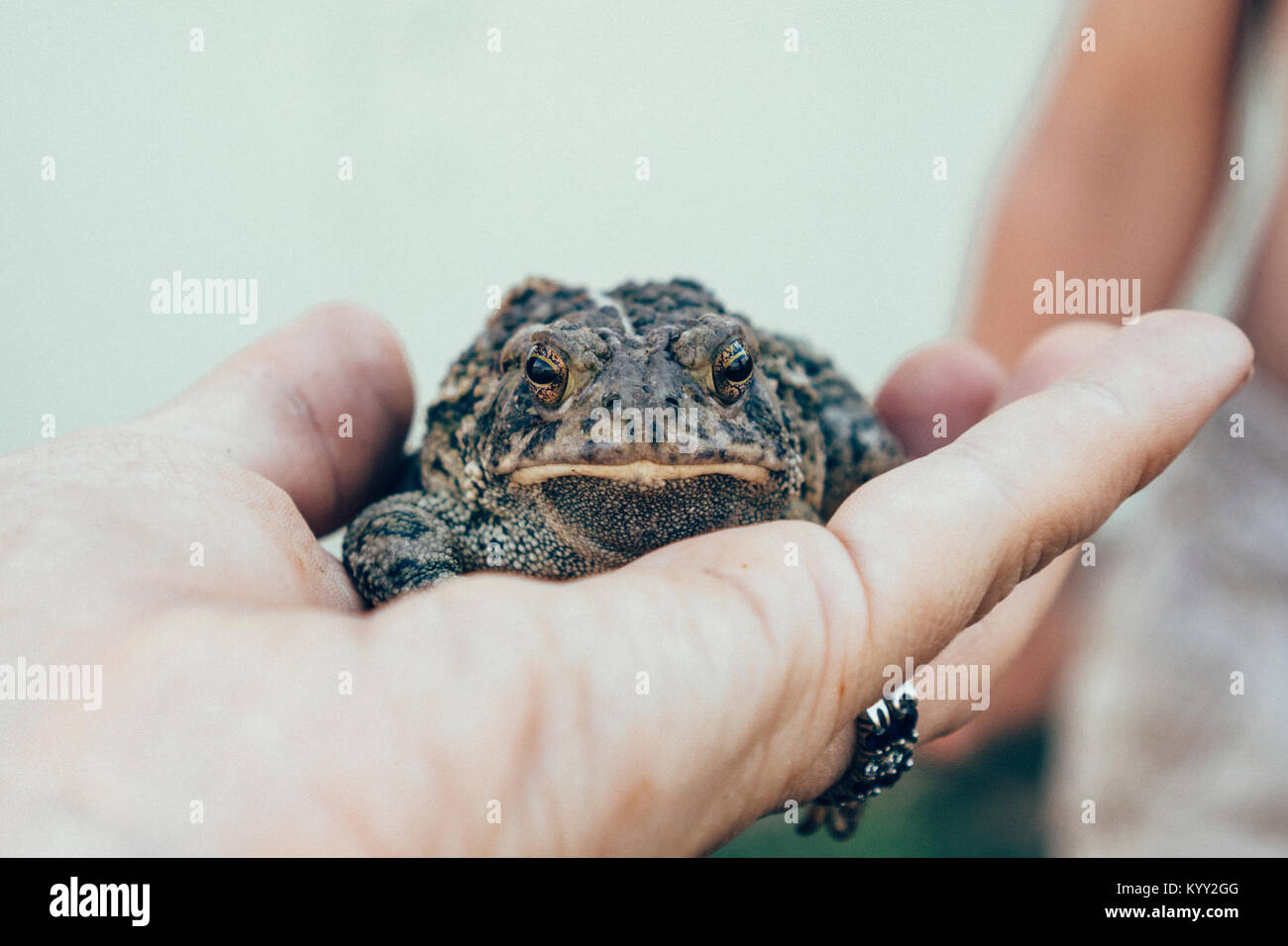 Portrait von Frosch auf der Frau hand Stockfoto