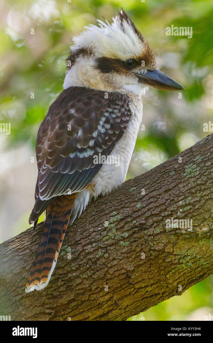 Kookaburras sind terrestrische Baum eisvögel der Gattung Dacelo, beheimatet in Australien und Neuguinea, die zwischen 28 - 42 cm (11 - 17 Zoll) in Länge. Stockfoto