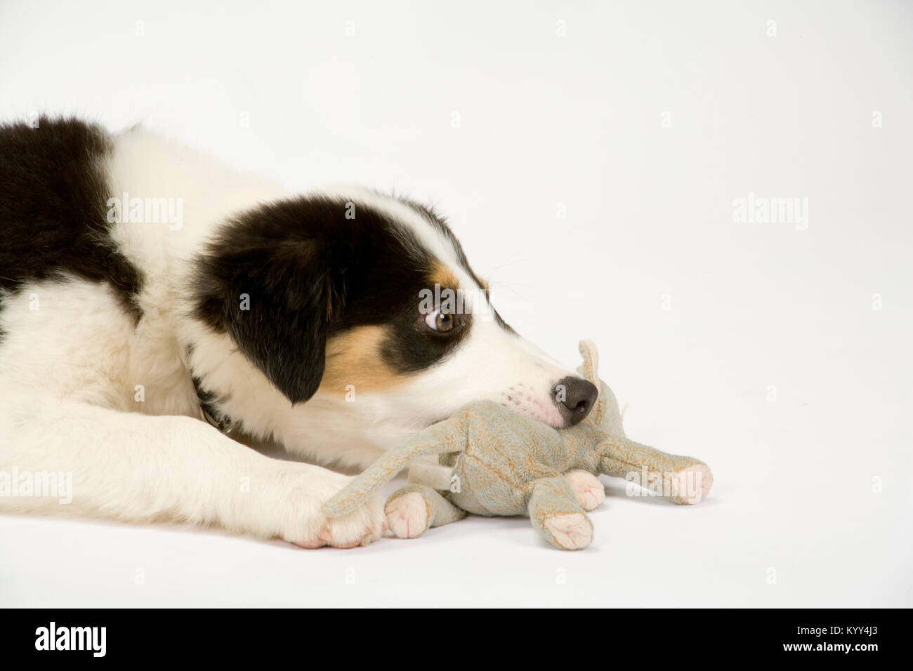 Nette junge Border Collie Welpen spielen mit seinen weichen Spielzeug Stockfoto