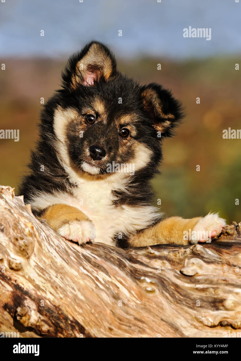 Einen niedlichen Hund Welpe, isländischer Schäferhund, lange Haare
