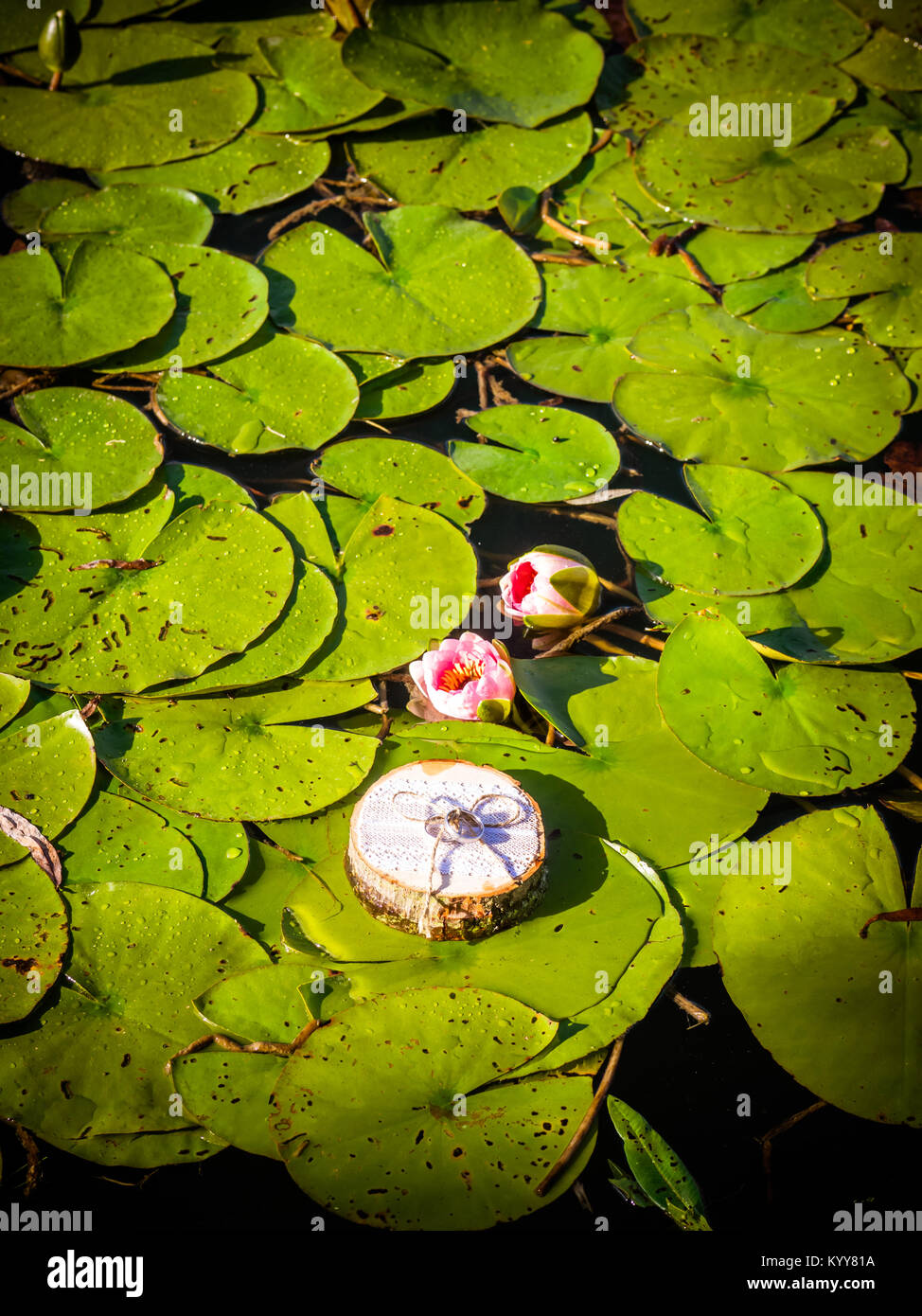 Trauringe auf die hölzerne Scheibe Stockfoto