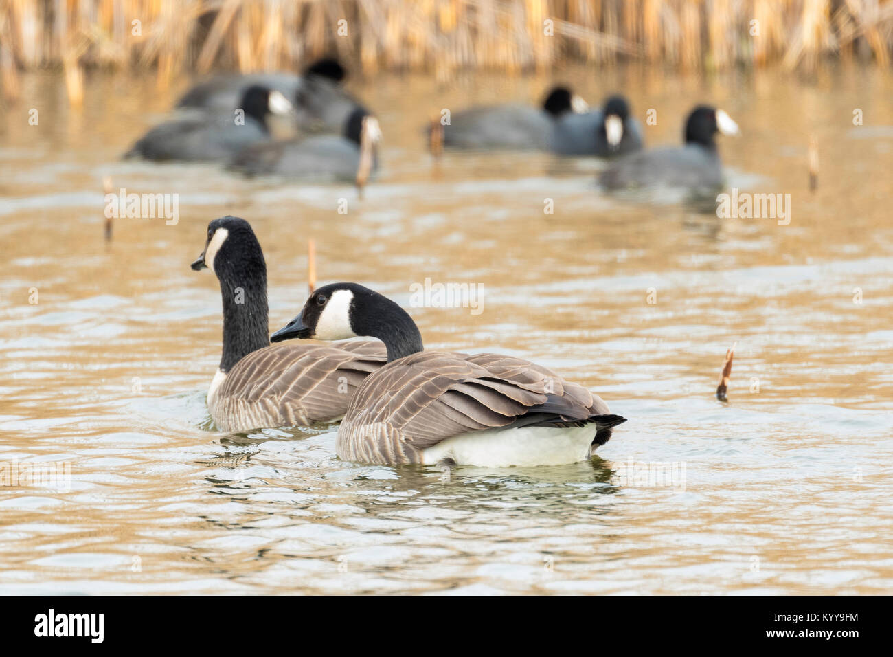 Nach Kanada Gänse schwimmen vor blässhühner. Stockfoto
