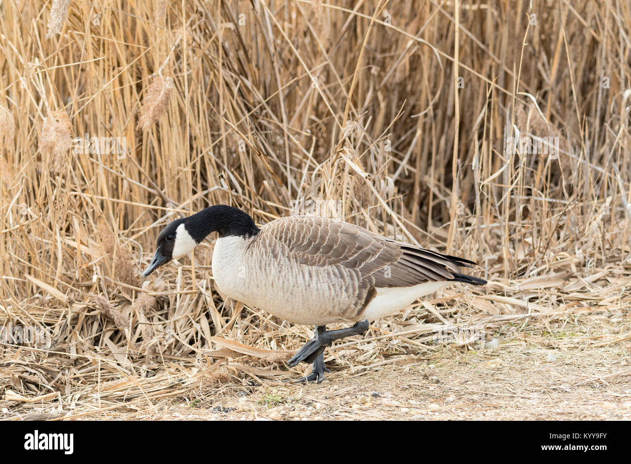 Kanada Gans zu Fuß am Seeufer. Stockfoto