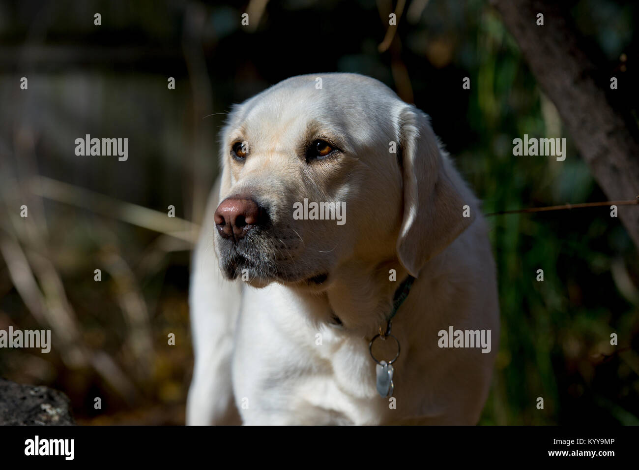 Gelber Labrador retriever Stockfoto