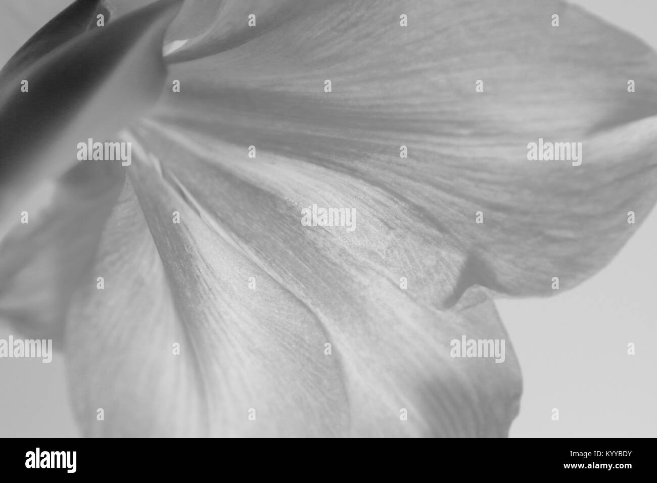 Nahaufnahme der zurück von Hippeastrum Blüte in Schwarz und Weiß. Stockfoto