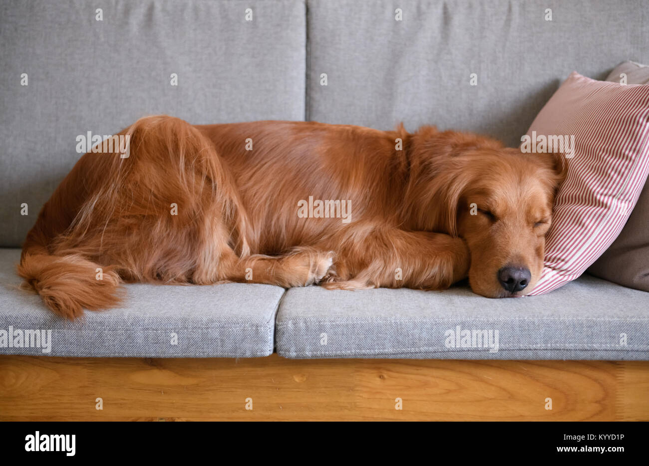 Golden Retriever Schlafen Auf Der Couch Stockfotografie Alamy