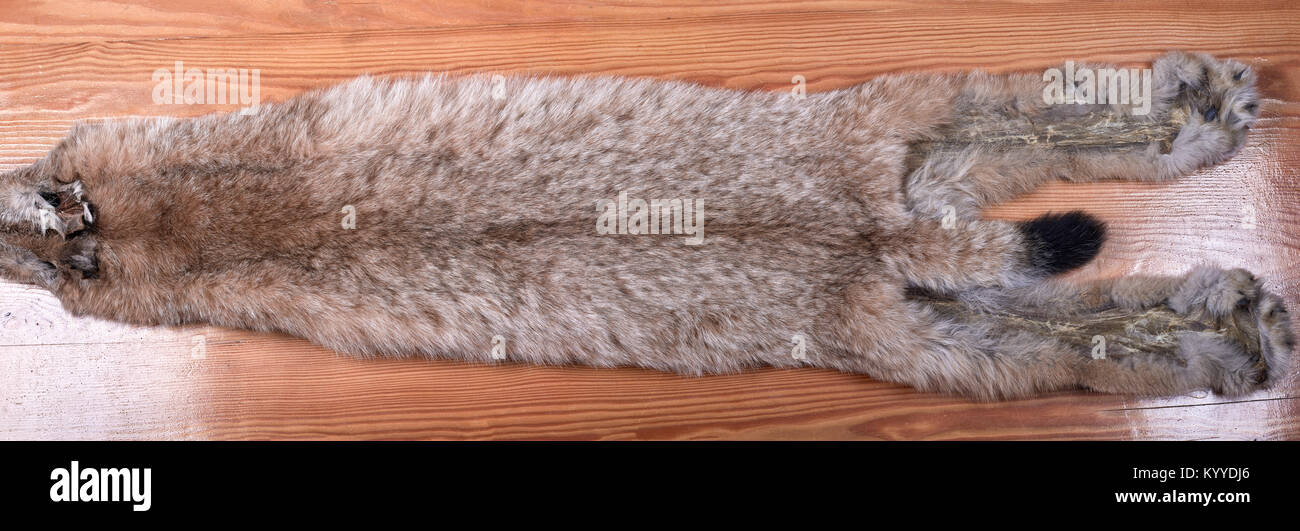 Felle der sibirischen Lynx auf Holz- Hintergrund. Nicht gekleidet. Durchschnittliche Größe Stockfoto