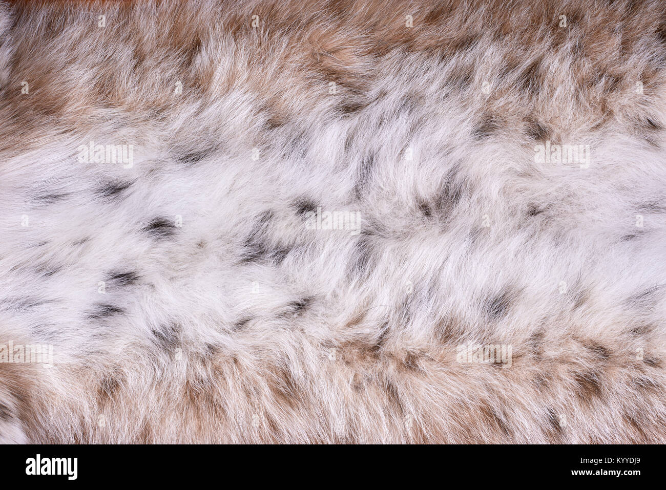 Fragment der Pelz der Sibirischen wild lynx am Bauch. Erntegut closeup Stockfoto