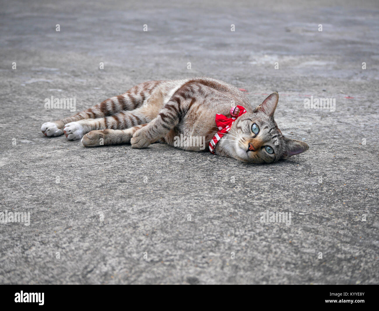 Straße Katze mit rotem Kragen und Bell zurück Stockfoto