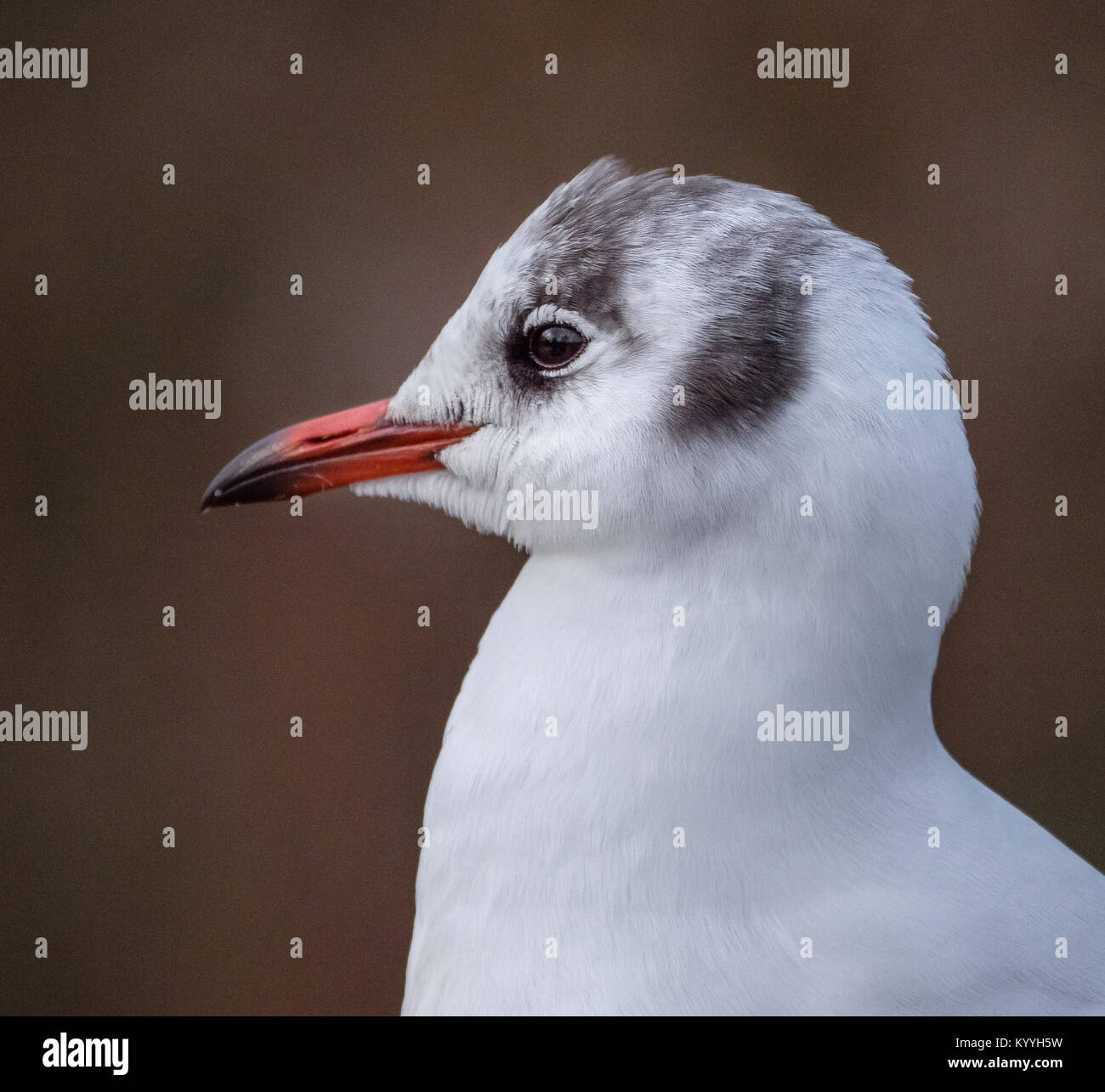 Close-up Kopf und Schultern Portrait eines Schwarzen vorangegangen gull Croicocephalus ridibundus im Winter Gefieder ohne die Schokolade braun Leiter gap-UK Stockfoto