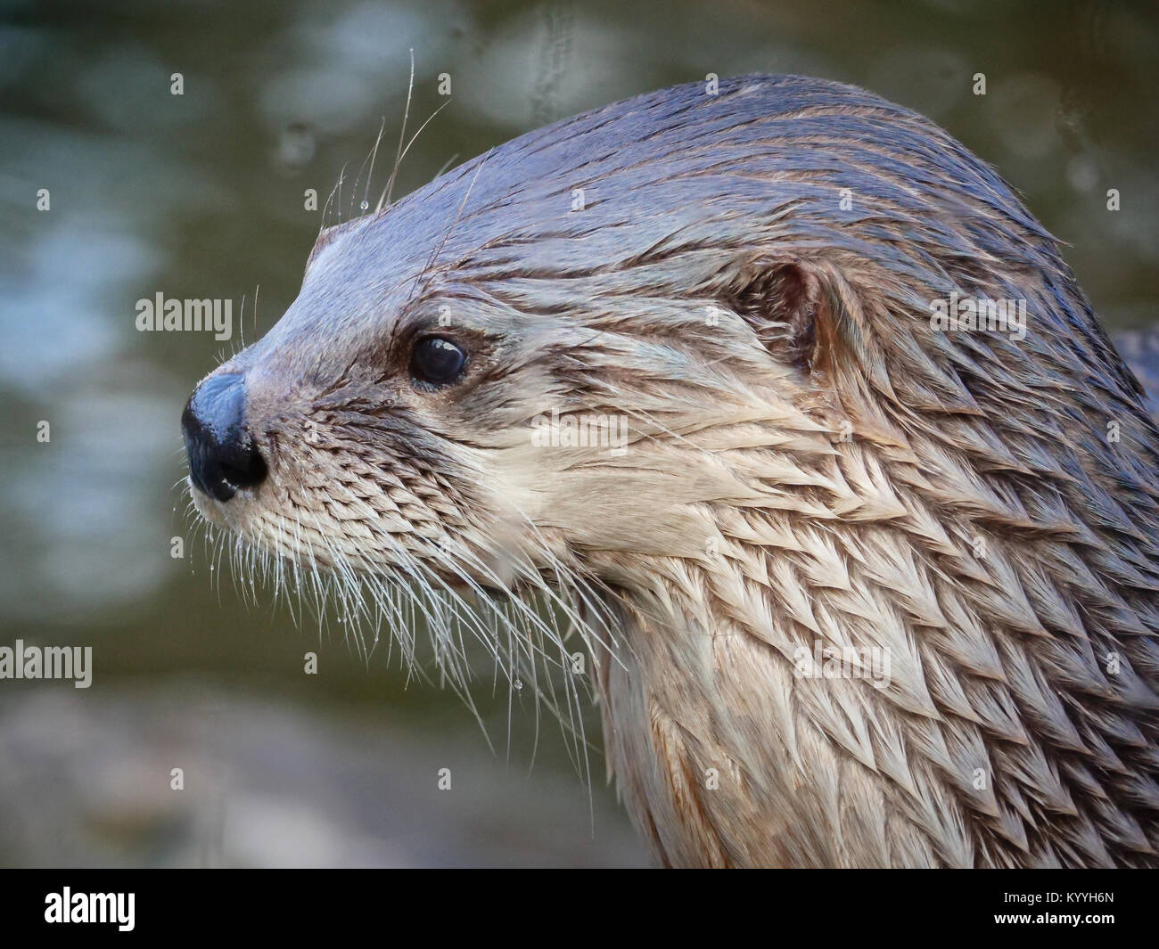 Kopf und Schultern Porträt einer North American River otter Lontra canadensis - captive Tier in Slimbridge in Gloucestershire, Großbritannien Stockfoto