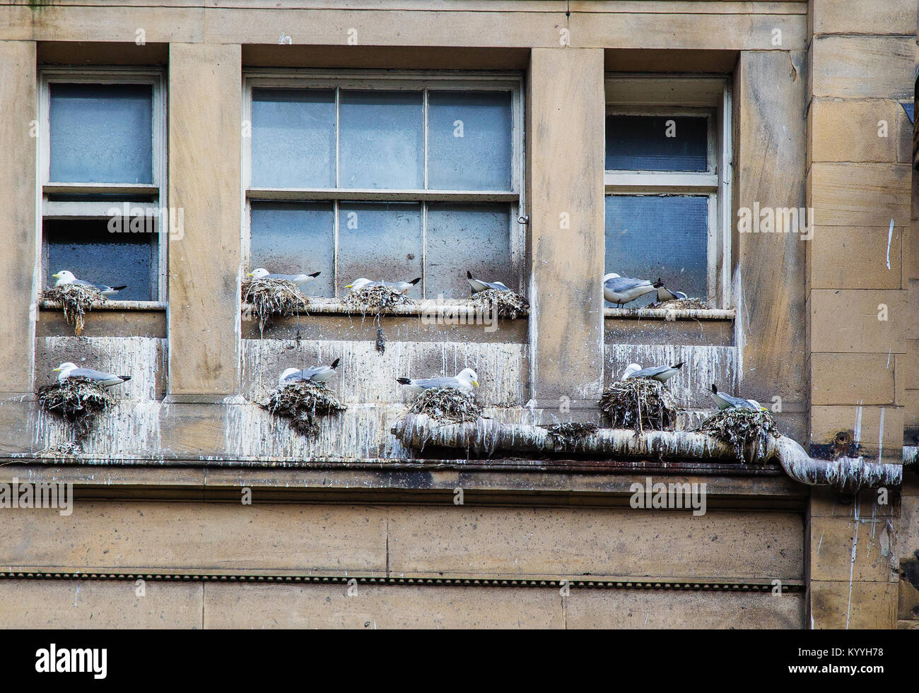 Kolonie der Dreizehenmöwe Rissa tridactyla ein seevogel normalerweise gefunden auf entfernten Klippen nisten auf Fensterbänken eines Gebäudes in der Nähe der Tyne Bridge in Newcastle Stockfoto