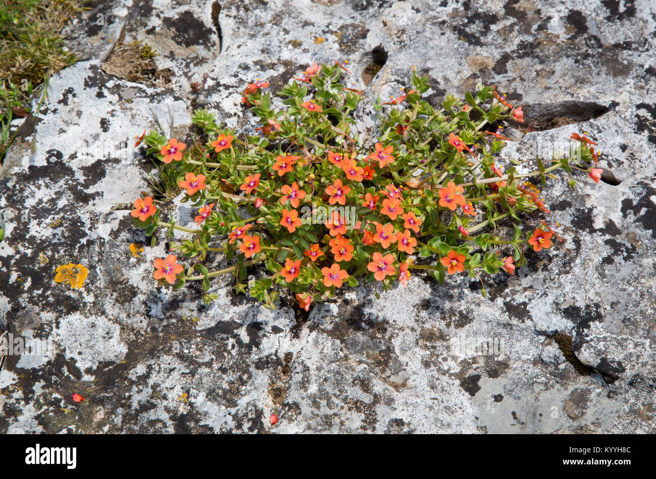 Scarlet pimpernel Anagallis arvensis wächst auf Kalkstein Felsen an Crook Höhepunkt in den Mendip Hills von Somerset UK Stockfoto