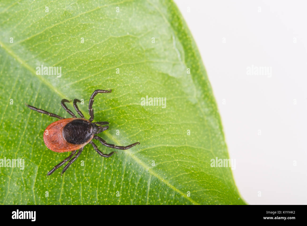 Close-up von Castor bean Klicken Sie auf ein grünes Blatt. Ixodes ricinus. Gefährliche Parasiten und Träger der Infektion wie Enzephalitis und Borreliose. Stockfoto