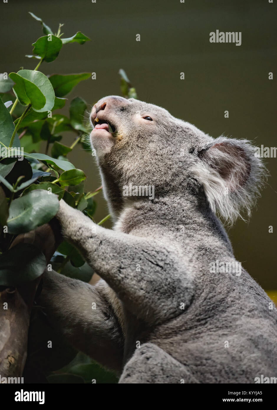 Yabbra der Koala im Zoo von Edinburgh Stockfoto