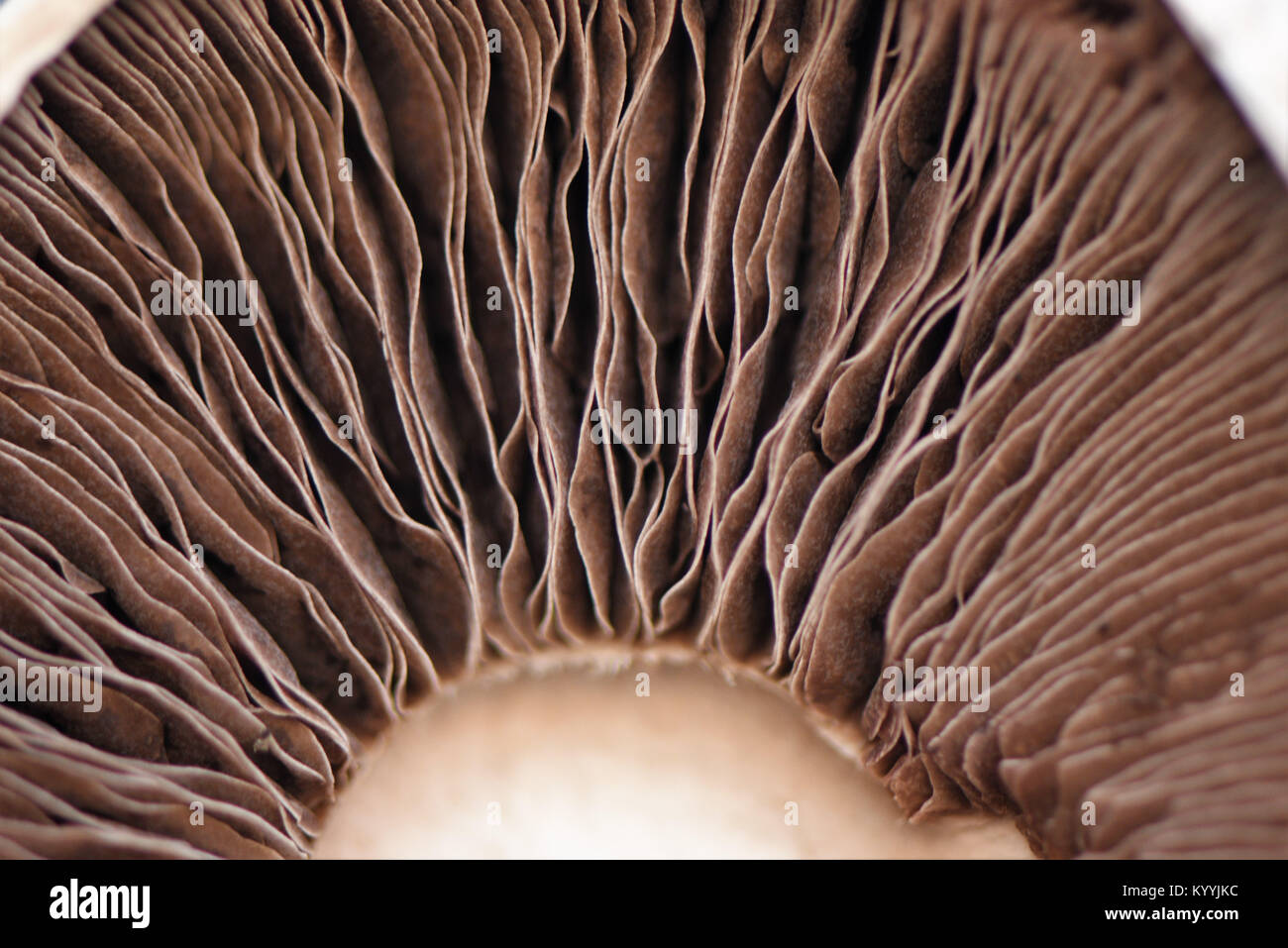 Makro Nahaufnahme food Fotografie Bild eines Pilzes auf der Innen- oder Unterseite mit dem braunen und cremefarbenen Streifen gill Muster Stockfoto