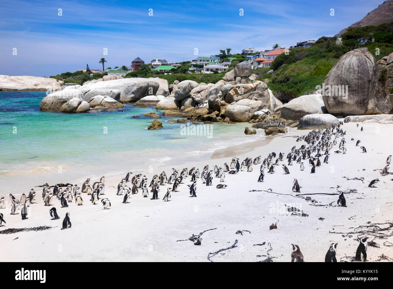 Boulders Bay Pinguin Kolonie afrikanischer Jackass Pinguine am Boulders Beach, Cape Provinz, Südafrika Stockfoto