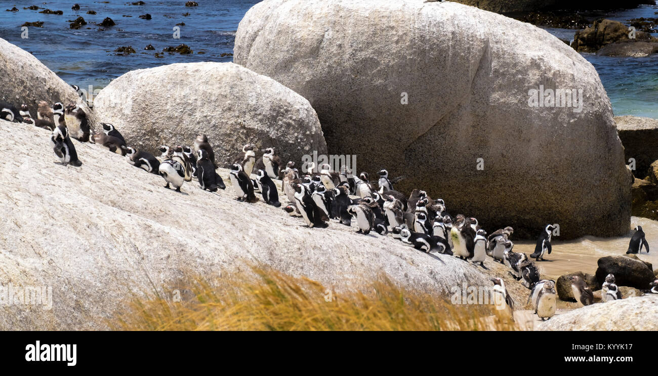 Der Pinguin Kolonie Boulders Beach, Cape Provinz, Südafrika Stockfoto