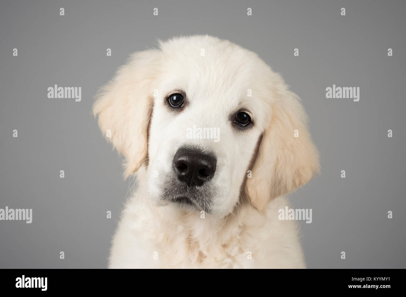 Porträt eines Haustierhundes (Golden Retriever, 3 Monate, Rüde) in Großbritannien. Stockfoto