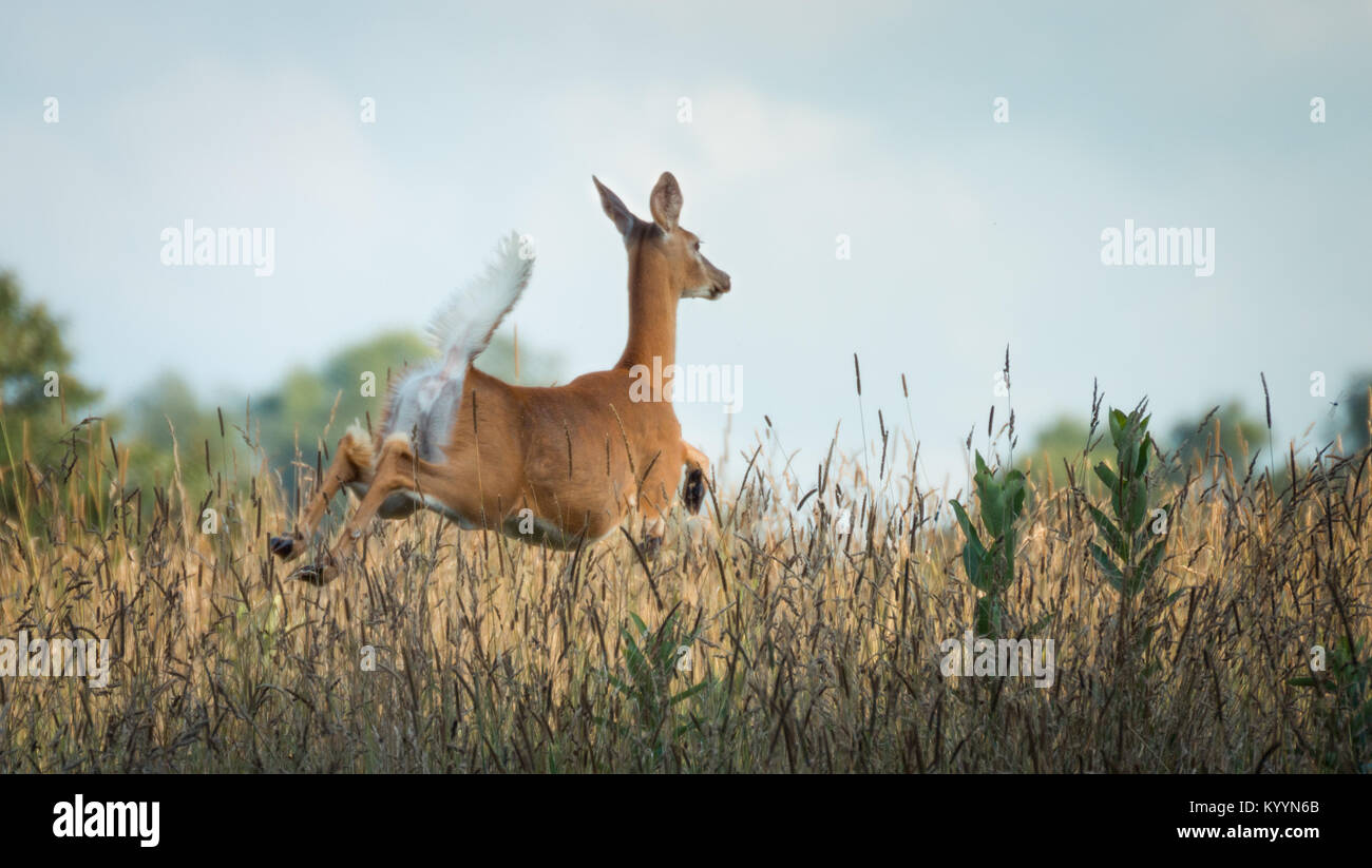 Hirsch Spring End Springende Hirsche Stockfotos und -bilder Kaufen - Alamy