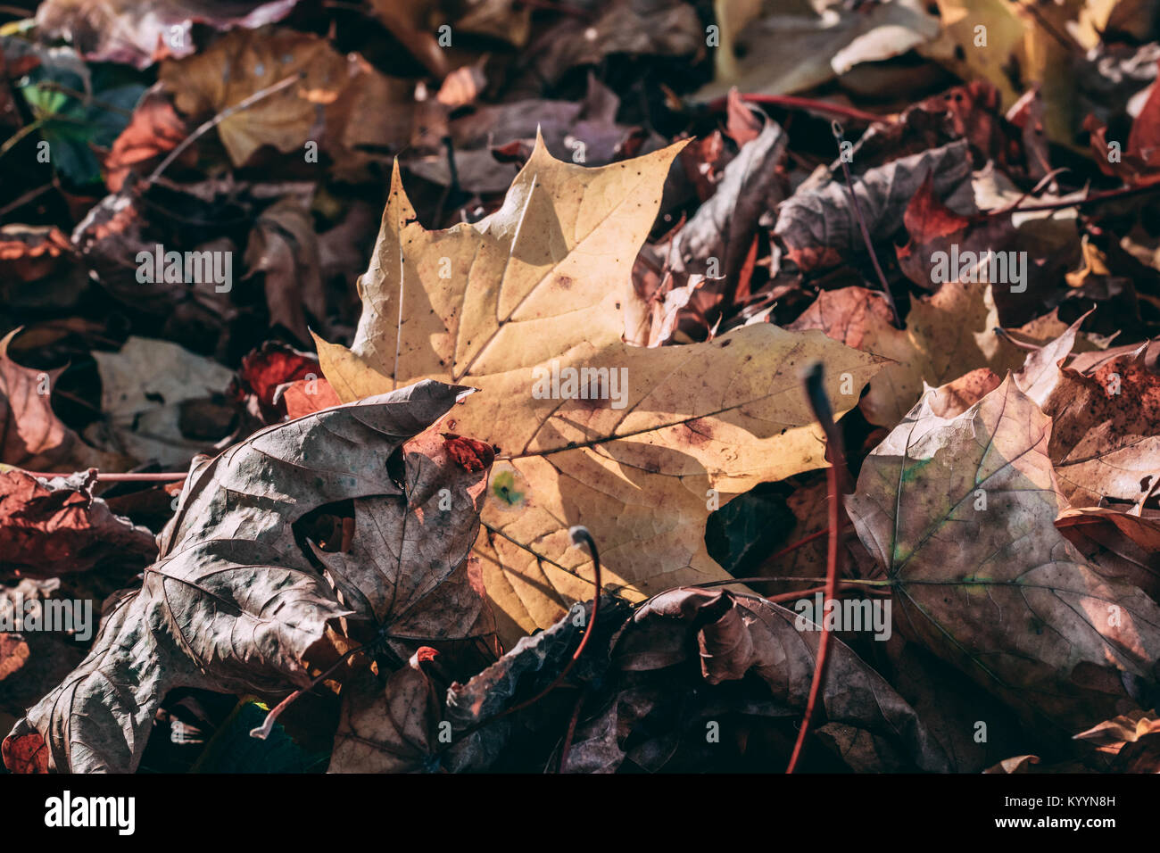 bunte Blätter im Herbst Stockfoto