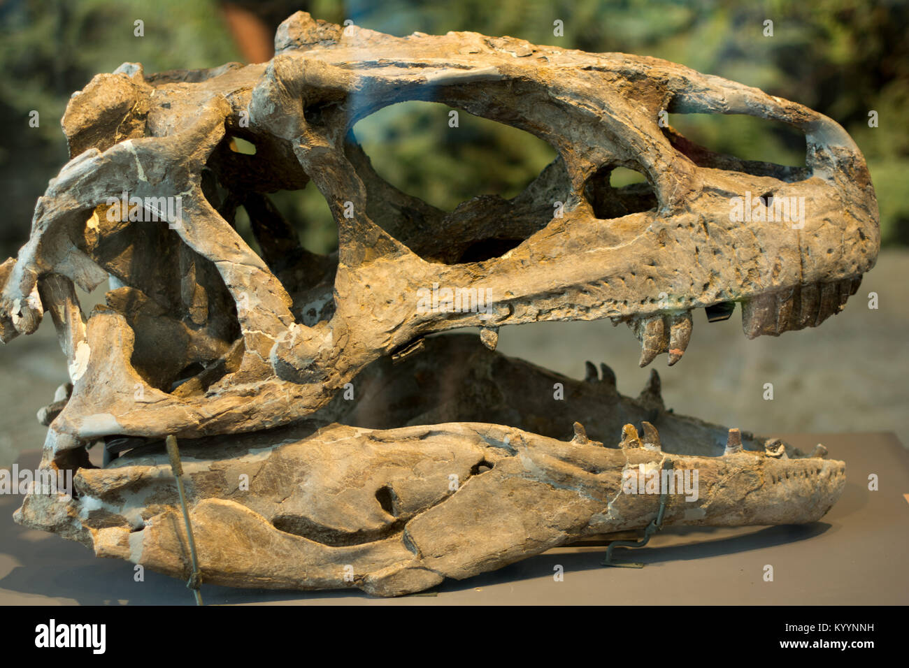 Dinosaurier-Kopf Stockfoto