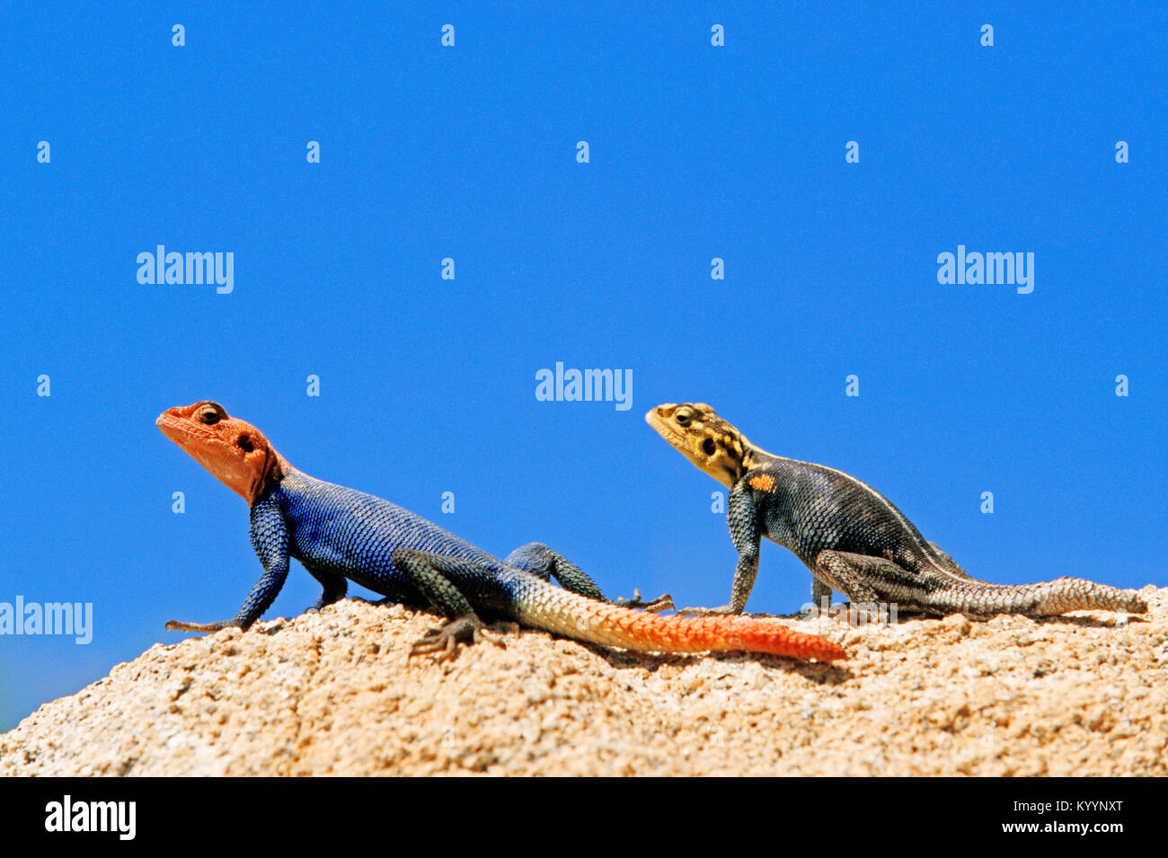 Namib Rock Agama, Paar, Namibia/(Agama Planiceps) | Namibische Felsenagamen, Paar, Namibia/(Agama Planiceps) Stockfoto