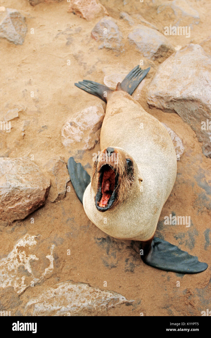 South African fur Seal, Cape Cross, Namibia/(Arctocephalus pusillus Pusillus) | Suedafrikanischer Seebaer, Kreuzkap, Namibia Stockfoto